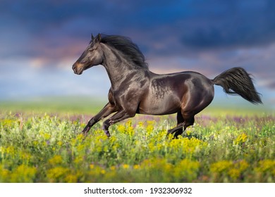 Black Horse Free Run Gallop In Flowers  Meadow