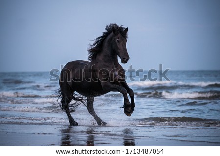 black horse galloping free at the beach