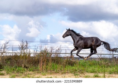 Black Horse Galloping In Paddock Paradise 