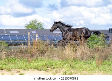 Black Horse Galloping In Paddock Paradise 