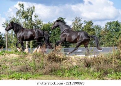 Black Horse Galloping In Paddock Paradise 