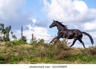 Black Horse Galloping In Paddock Paradise 