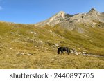 A black horse grazing in a mountain pasture of the Cottian Alps, with the Pan di Zucchero and the Pic d