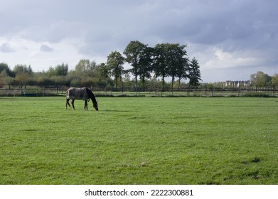 Black Horse In Green Meadow