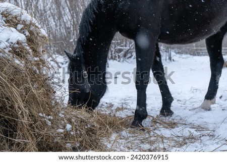 Black, horse, hay, street, snow, food, animal, winter, feed, movement, frost, hooves, darkness, evening, pasture, cold, walk, nature, sounds, silence, fur, covered, white, air, smell, comfort, falling