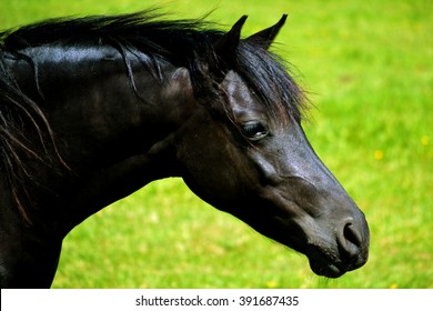 Black Horse Head