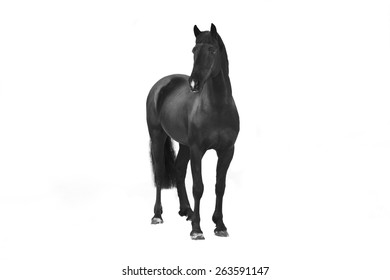 Black Horse Isolated