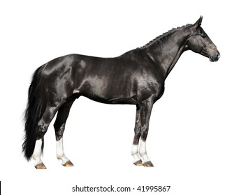 Black Horse Isolated On The White Background