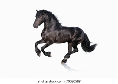 Black Horse Isolated On White