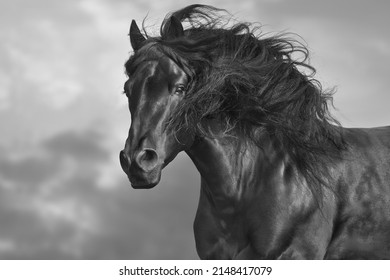Black horse with long mane close up portrait. Black and white