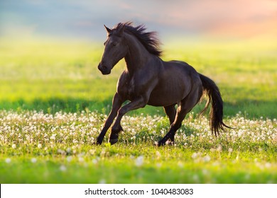 Black Horse With Long Mane Run Free In Summer Meadow