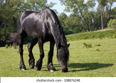 Black Horse In The Meadow