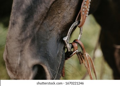 Black Horse Nose With Western Bridle