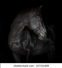 Black Horse On Black