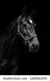 Black Horse On Black Background