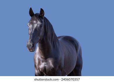 Black horse on a blue background.without anyone