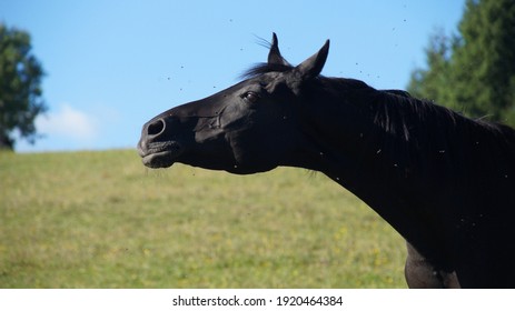 black horse on pasture, shaking head because of annoying flies and mosquitos