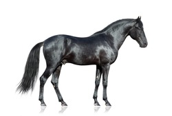 Cavallo Nero Su Bianco. Cavallo Nero Isolato. Cavallo Nero Isolato Su Sfondo Bianco.