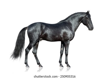 Black horse on white. Black horse isolated. Black horse isolated on white background.