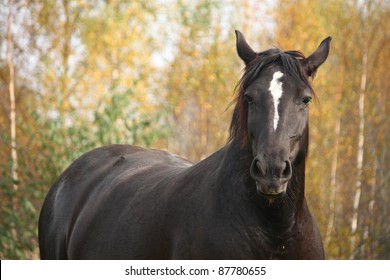 Black horse portrait in autumn