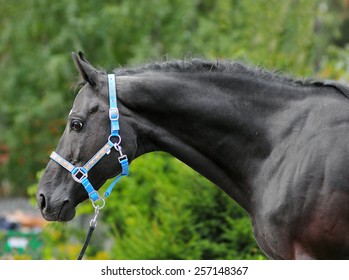 Black Horse Portrait In Blue Halter On A Green Trees Background