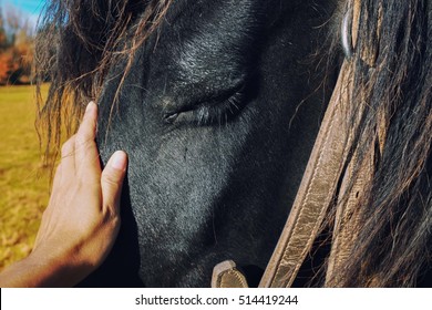 A black horse portrait feeling loved and relax by a friendly hand of his best friend showing a strong connection between human and horse,  