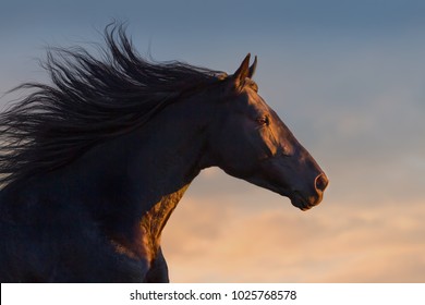 Black Horse Portrait In Motion With Long Mane At Sunset Light