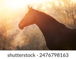 Black horse portrait in sunlight