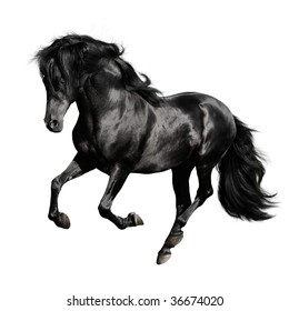 black horse pura raza espanola runs gallop isolated on white background