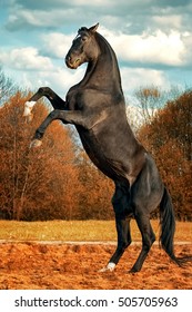 Black horse reared up on hind legs