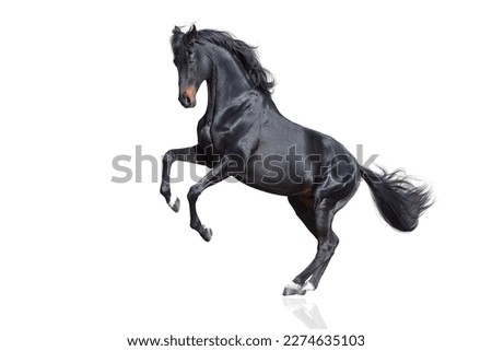 Black Horse rearing up isolated on white background