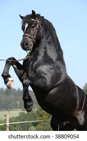 Black horse rears