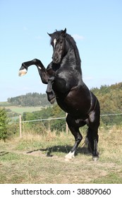 Black horse rears