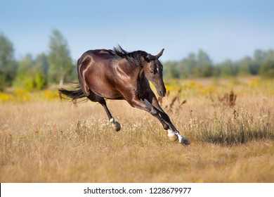 Black Horse Run Gallop In Autumn Meadow