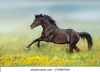 Black horse run gsllop on flowers meadow