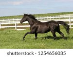 Black horse running in field