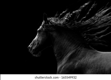 Black horse running on black background