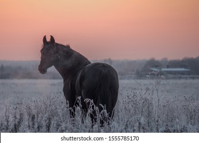 Black Horse Running At Sunset