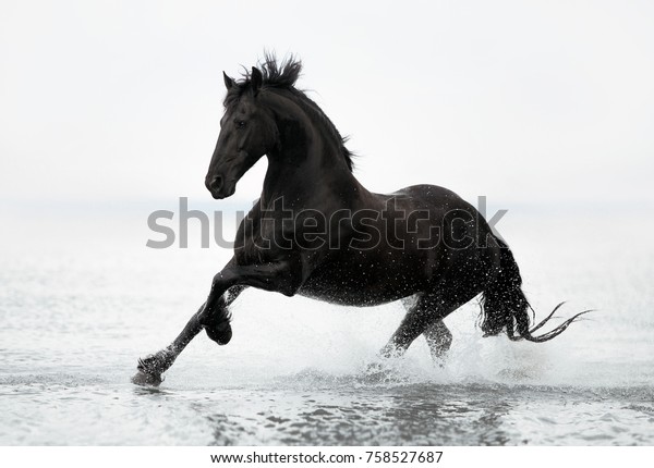 Black Horse Running Through Water Stock Photo (Edit Now) 758527687