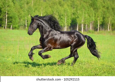 Black Horse Runs Gallop On The Meadow In Summer