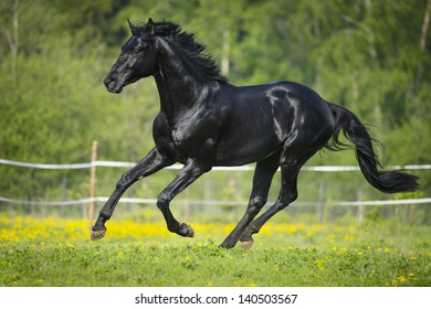 Black Horses Running Stock Photos, Images & Photography | Shutterstock