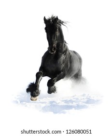 Black Horse Runs Gallop In Winter On The White