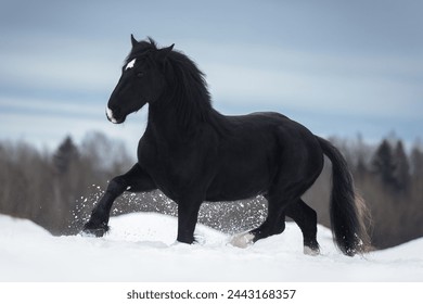 A black horse runs in winter in the snow against a blue sky background - Powered by Shutterstock