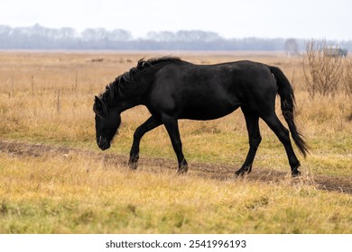 A black horse standing against the background of a colorful autumn field. A horse in the field in autumn. A black horse grazes on an autumn meadow in the afternoon. - Powered by Shutterstock