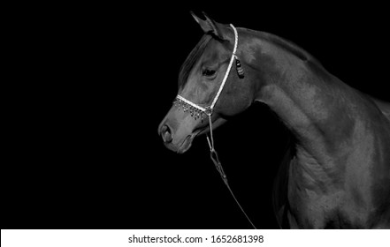 Black Horse Standing In The Black Background