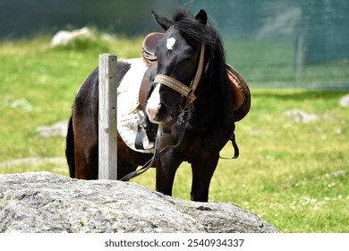 A black horse standing in a lush green field near a stone - Powered by Shutterstock