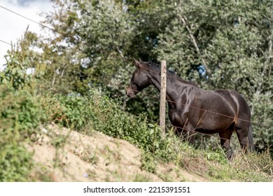 Black Horse Standing On A Hill In Paddock Paradise 