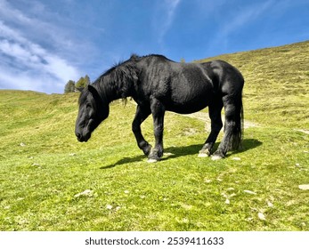 A black horse stands in a lush green pasture, its body illuminated by the warm sunlight - Powered by Shutterstock