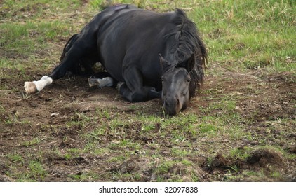 Black horse taking a break during a rolling spree