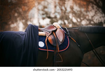 The black horse wears a leather saddle, stirrup, bridle, blue saddlecloth and a blue blanket on an autumn day. Equestrian sports and ammunition. Horse riding.
